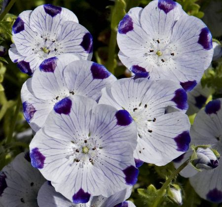 Nemophila ’Five Spot’ 30 DB MAG