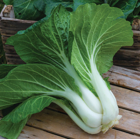 Pak choi ’Oriental White’ 30 DB MAG