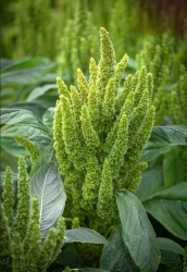  Piros amarnt 'Green Thumb' 10 DB MAG