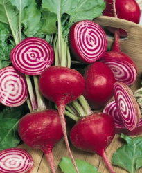  Ckla 'Chioggia' 30 DB MAG