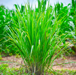  Citronella - Indiai citromf 10 DB MAG