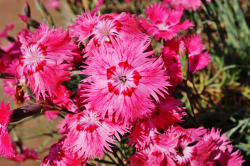  Pnksdi szegf 'Cheddar Pink' 10 DB mag