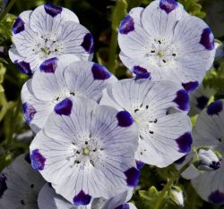  Nemophila 'Five Spot' 30 DB MAG