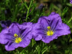  Hegyicsucsor 'Purple Robe' 30 DB MAG