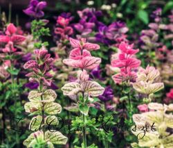  Tarkalevel zslya 'Clary Sage' 20 DB MAG