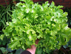  Tpősalta 'Green Salad Bowl' 30 DB MAG