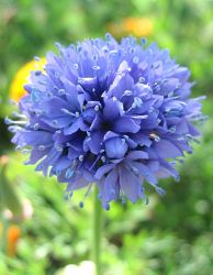  Kk gilia 30 DB MAG