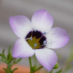  Madrszemű gilia 30 DB MAG