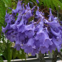  Mimzalevel jacaranda 5 DB MAG