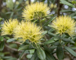  j-zlandi karcsonyfa 'Aurea' 10 DB MAG