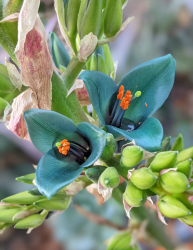  Puya alpestris 5 DB MAG