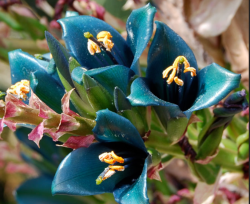  Puya berteroniana 5 DB MAG