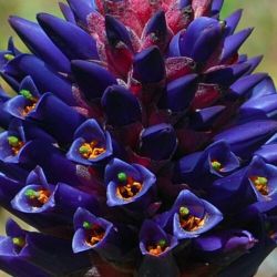  Puya venusta 5 DB MAG