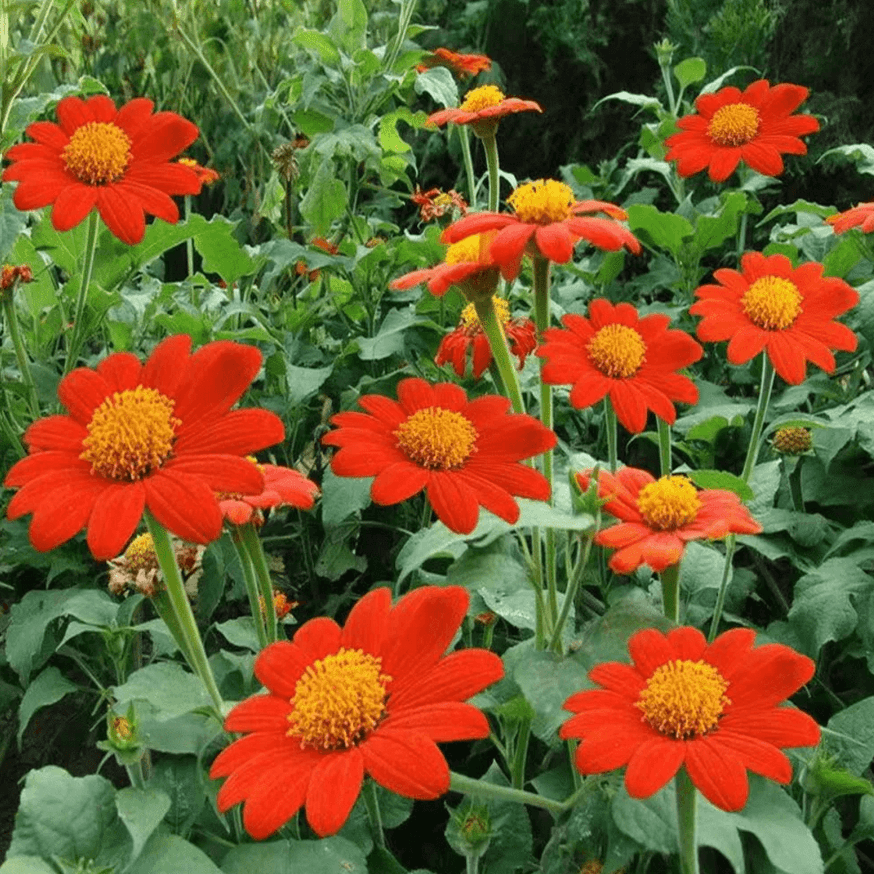 Pompás titónia színkeverék 10 DB MAG Tithonia rotundifolia